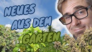 Kurze Gartentour kurz vor der Ernte