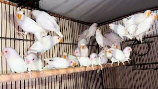 Red Eye Albino Personata Lovebirds