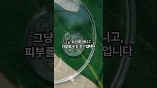 피부 보습에 좋은 보약! 셀리뉴 천연발효화장품 #발효화장품 #천연화장품 #셀리뉴 #황칠 #발효 #셀리뉴천연발효화장품 #보습 #수분 #건조한피부 #피부건강 #건강한피부 #피부보습