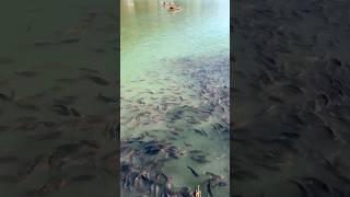 bhimtal lake beauty #travel #views #shortsvideo #shorts #fish #ghumo24