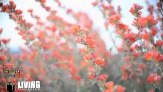 Spring Flowers - Lake Havasu's desert comes to life