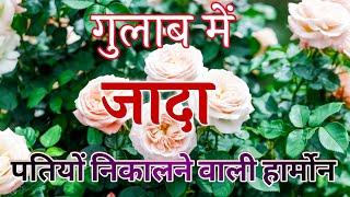 Pruning के बाद गुलाब में जादा पतियों लाने वाली हार्मोन Rose Hormone After Pruning