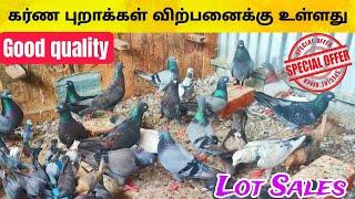 Best quality karna pigeon lot low price sales | Roller pigeon️