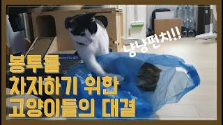 비닐봉투를 차지하기 위한 고양이들의 대결!