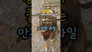 강아지가 좋아하는 안전한 과일 TOP5! #강아지정보 #강아지 #반려견