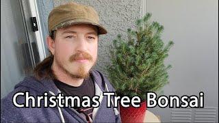 Christmas Tree Bonsai (Italian Stone Pine)