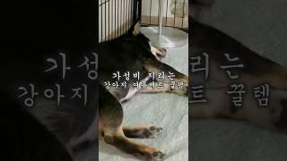 가성비 지리는 강아지 여름 매트 꿀템 #시바견 #시바이누 #마메시바