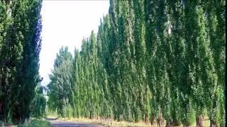 АЛЕКСЕЙ ТАРАСОВ - Тополя #АлексейТарасов #любэ #ссср