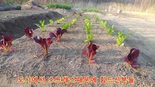 나는자연인이다 외로움 극복하기  상추심기 자연인 혼자놀기