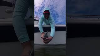 Netting and releasing a #sheepshead for Steve #sheepsheadfishing #catchandrelease #njfishing #sevins
