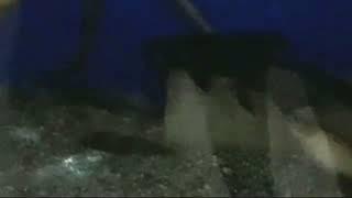 Catfish taking hand feed