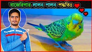 শখ করে পোষ মানানোর জন্য বাড়িতে বাজেরিগার লালন পালন পদ্ধতি  Method to tame & foster budgies  jactok