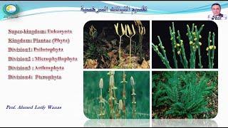 تقسيم نبات - المحاضرة الخامسة (الجزء 1 من 2) - السراخس Pterophytes