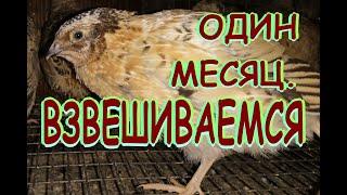 Перепелам месяц, а сколько съели.Просто взвешиваем,  а не сравниваем. Селадон, не феникс и не техас.