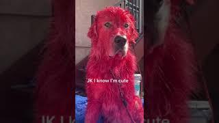 Woman dyes her dog red to look like Clifford the Big Red Dog!