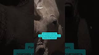 Зачем носорогам спиливают рог?