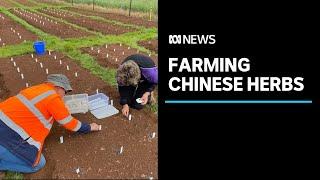 The research farm testing out Australian grown crops of traditional Chinese medicine | ABC News