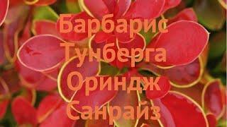 Барбарис турецкий Ориндж Санрайз  обзор: как сажать, саженцы барбариса Ориндж Санрайз