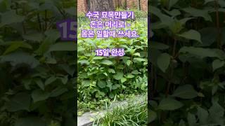 15일 이면 엄손처럼 할수있다 감로수국 차수국 목수국 꽃 수국 묘목만들기 귀농 퇴직준비 고수익 창출 안전한 노후준비 기본중에 기본을 배워라 교육 참여문의 010 4502 9900