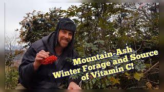 Mountain Ash - Edible and Medicinal Tree and Berries Fall and Winter Foraging