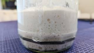 This is How to make a Gluten Free Sourdough Starter - easy way showing day by day progress