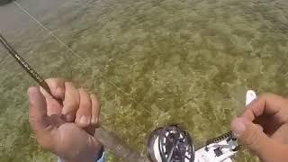 Bonefish on fly Florida Keys - Kingfisher Backcountry Charters