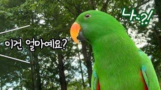 [지구/일상] 앵무새랑 산책하다 사람을 만나면 무조건 듣는 질문
