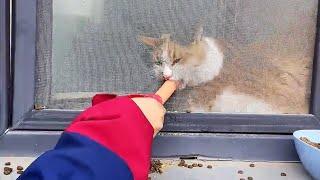 两只饥肠辘辘的猫咪，被囚禁在1间废弃的房子里 Two hungry cats imprisoned in an abandoned house