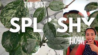 The BEST SPLASHY HOYA| Ranking my silvery, splashed Hoya