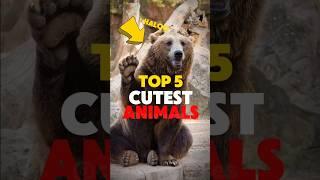  CUTEST Animal Sounds in the World! 