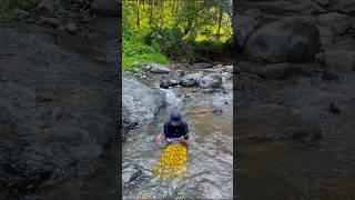 This is called the luck of this man to find gold #discoveringgold #findinggold #goldfields #gold