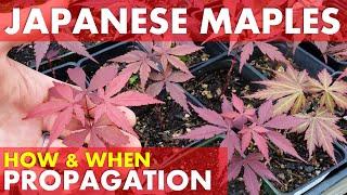 How & When to Propagate Japanese Maple Trees by Seed, Grafting, Cuttings & Air Layering