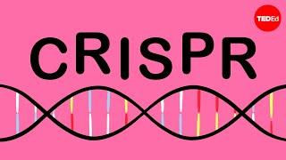 How CRISPR lets you edit DNA - Andrea M. Henle