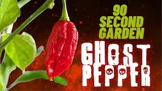 Ghost Peppers explained in under 90 Seconds!