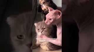 Funny Pet Videos  Best Cats & Dogs Clips