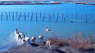 你好，天津七里海湿地公园！