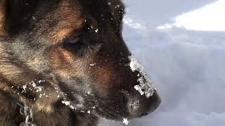 Spaziergang mit Anna im Schnee am 17.12.2022  ...