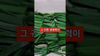 부추 꼭 이렇게 드세요!! 진짜 '보약' 됩니다.