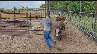 Cattle INCOMING!  Sorting and Shipping Calves