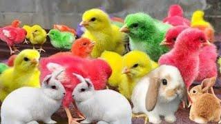 Wadidau ! ! Proses tangkap ayam warna Warni, Funny Animals video 2024,Asmr Video,satisfying video