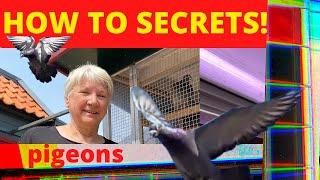 Pigeons & Pigeonrace, Birds Lofts HOW TO SECRETS!