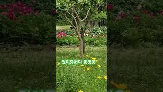 #뭣이중헌디 #임영웅 #인생힐링 #작약꽃
