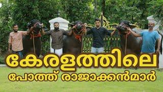 കേരളത്തിലെ പോത്ത് രാജാക്കന്മാർ  | Kerala Biggest Bull in Thrissur.