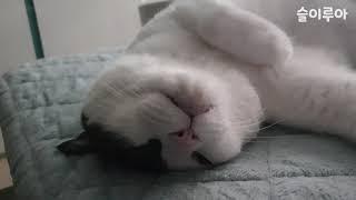 고양이 팔자 상팔자 - 누워 뒹구는 슬이