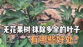 無花果又到抹葉子時間了，抹除多餘葉子的好處有哪些？