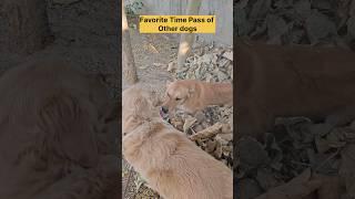 #shorts #funnyvideo #dog