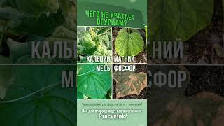 Увидели на огурцах такие листья? Растения нуждаются в подкормке! Как устранить дефицит элементов