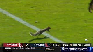 squirrel runs on field during Oklahoma vs Ole Miss game