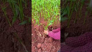 ginger sprouts#farming#enjoyrurallife#naturerurallife#rurallife#vegetables#ruralharvest#agriculture