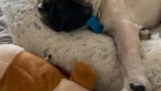 Jello the Pug Cuddles With Toys